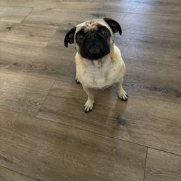Remi - Pug