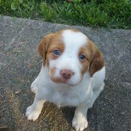 Brittany Puppies from Sandridge Brittanys