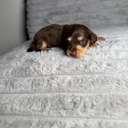 Amber - Chocolate and cream female Dachshund puppy in New Albany, Mississippi from Double A. Doxies