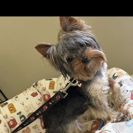 Sam - Blue and gold female Yorkshire Terrier puppy in Maple Heights, Ohio from Yorkiesllc