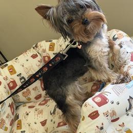 Sam - Blue and gold female Yorkshire Terrier puppy in Maple Heights, Ohio from Yorkiesllc