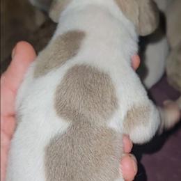 Blue Fawn Piebald HM - Blue female Great Dane puppy in Biscoe, North Carolina from Clouser's Bodacious Danes & Miniature Schnauzers