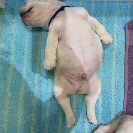 French Bulldog Puppies from Phillips Family Frenchies