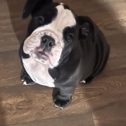 "Miss koba " Bulldog and French Bulldog Puppies from A_Toda_Madre