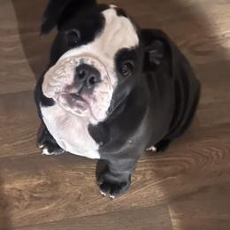 "Miss koba " Bulldog and French Bulldog Puppies from A_Toda_Madre