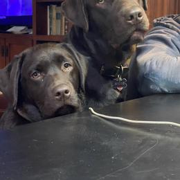 Labrador Retriever Puppies from pinecrest kennels