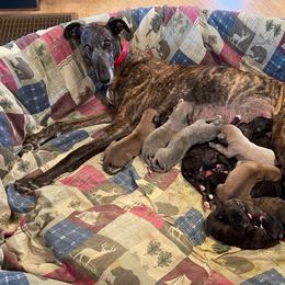 Billie - Greyhound