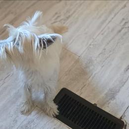 Skye - West Highland White Terrier