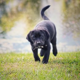 Labrador Retriever Puppies from Cary’s Buck Creek Retrievers