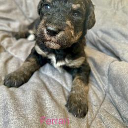 Ferrari - Phantom female Bernedoodle puppy in Urbandale, Iowa from Bernedoodlesbest