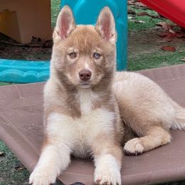 Shiba Inu puppies from Mirage Siberians