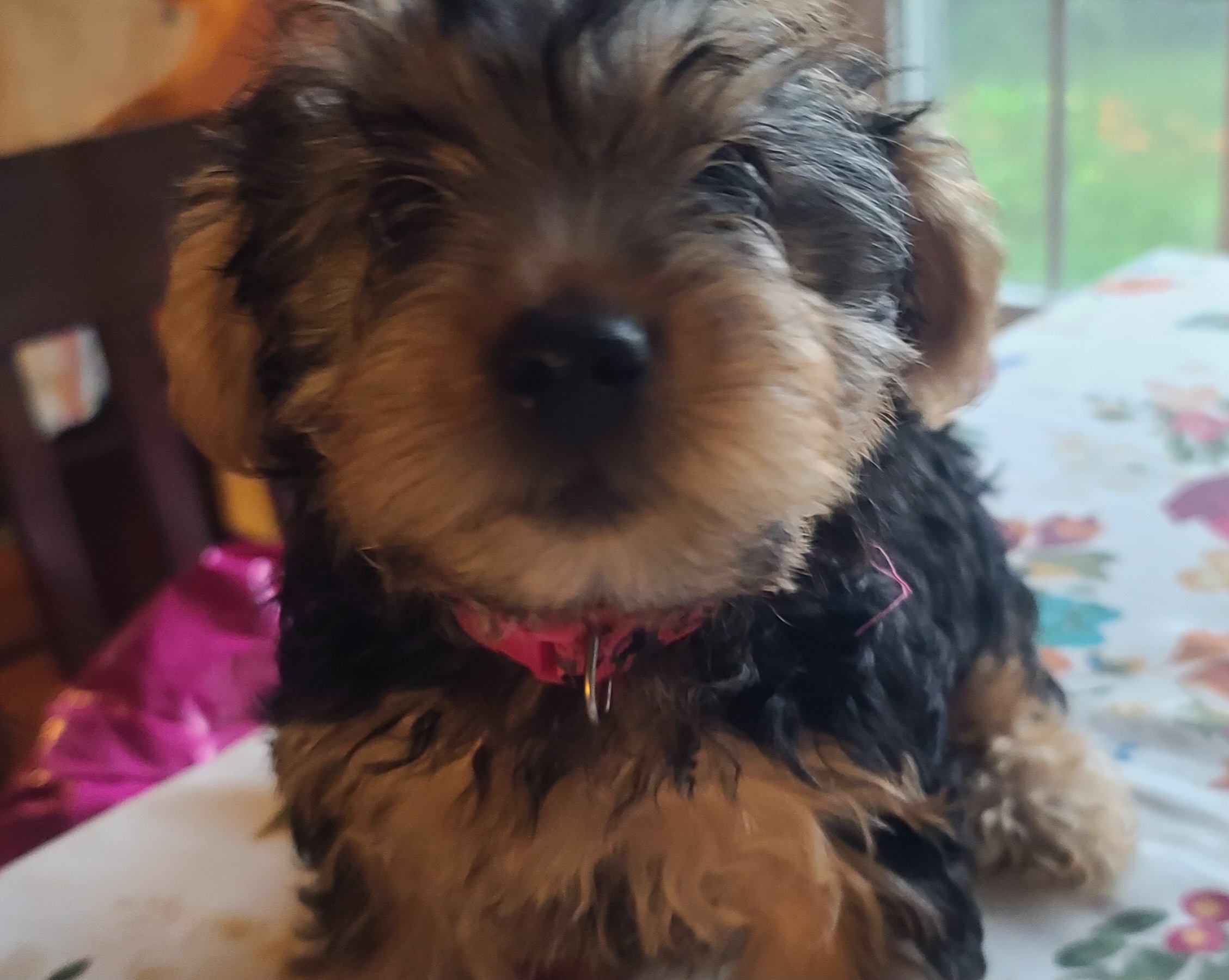 Yorkshire Terrier Puppies from Hilly Acres Farm