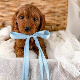 It's The Little Things- Coffee Date - Red  male Goldendoodle puppy in Russell Springs, Kentucky from Milk & Honey Doodles