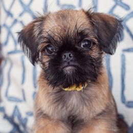 Destiny - Red female Brussels Griffon puppy in Pittsburgh, Pennsylvania from Oltann Griffons