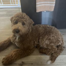 Golden Mountain Doodle All Grown Up from Pup Paw-fection