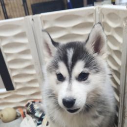 Siberian Husky Puppies from Spirit of the Moon Siberians