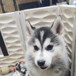 Siberian Husky Puppies from Spirit of the Moon Siberians