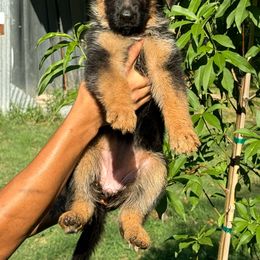 Girl 3 - German Shepherd puppy from Sam's Highest Quality Shepherds