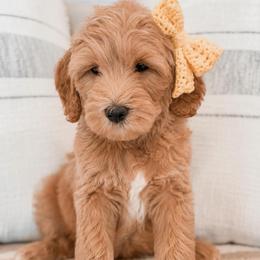 Promise - Apricot female Goldendoodle puppy in Hollister, Missouri from Wild Acres Goldendoodles