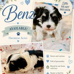 Benz - Black and white male Havanese puppy in Hawthorne, Florida from Havanese Acres