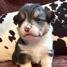 Boy 2 - Black and white male American Corgi puppy in Scottown, Ohio from Wyndy Ridge Corgis