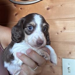 Boy 3 - Piebald male Dachshund puppy in Cheyenne, Wyoming from Great Basin Hounds