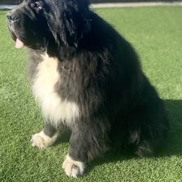 Jack - Newfoundland