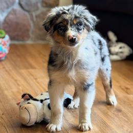 BMM5 - Blue merle male Australian Shepherd puppy in Chehalis, Washington from Wandering Acres Ranch