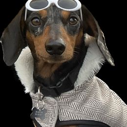 Oscar - Dachshund