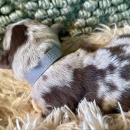 Gray collar Red Merle 3 - Red merle male Miniature Australian Shepherd puppy in Kingsport, Tennessee from Copper Line Aussies