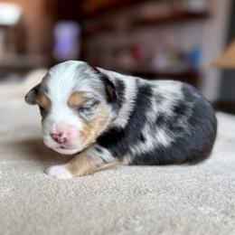 Girl 4 - female Miniature Australian Shepherd puppy in Austin, Texas from Dripping Springs Mini Aussies