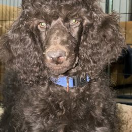 Goldendoodle and Poodle All Grown Up from Whiskey Row Royals