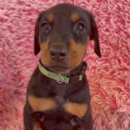 Girl 1 - Black and rust female Doberman Pinscher puppy in Centralia, Missouri from TopSpots Farm