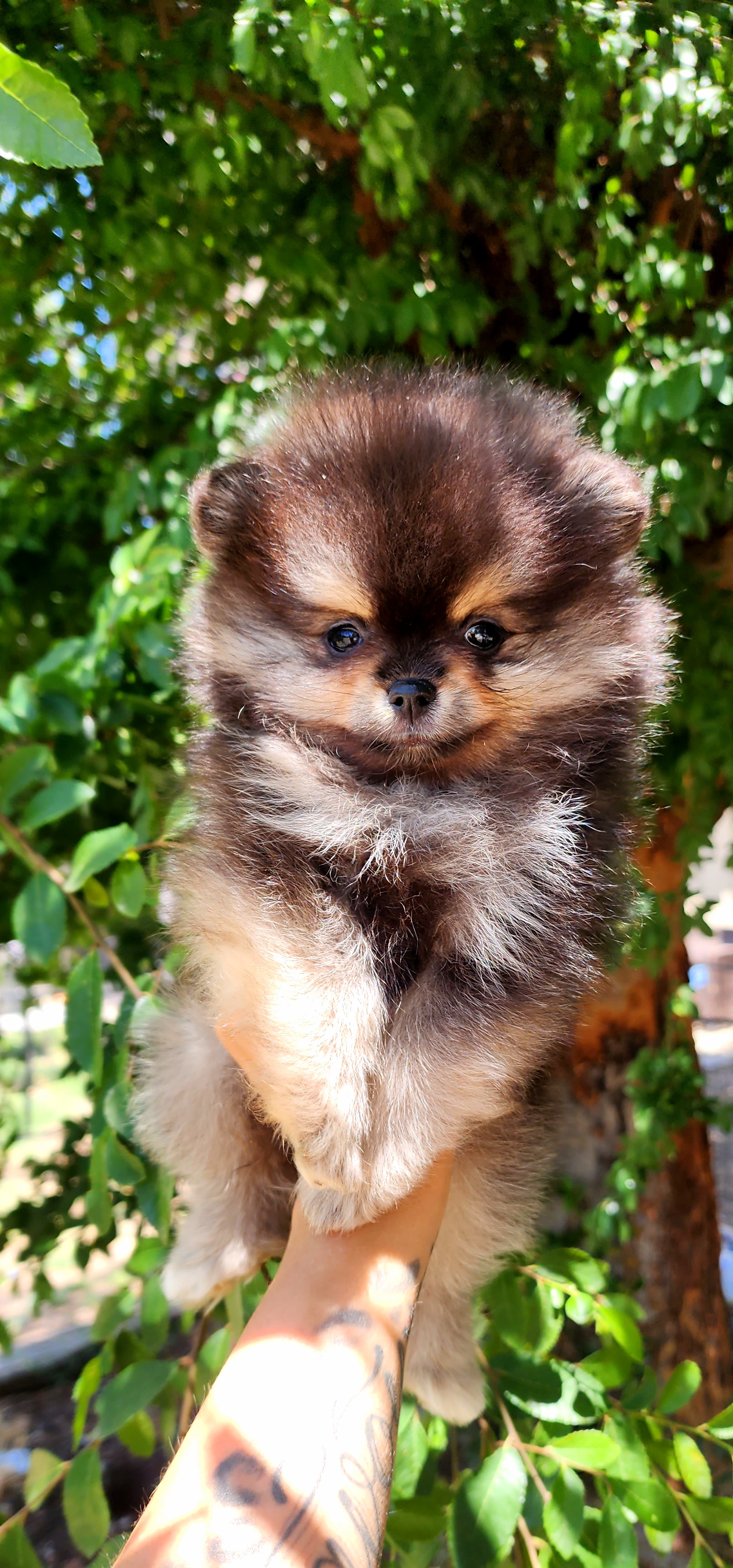 Stefan - Black and tan Pomeranian puppy in Three Rivers, California from Mountain Mama's Poms