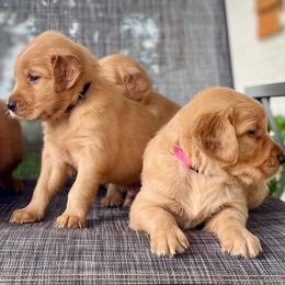 Girl 4 - Golden female Golden Retriever puppy in Buffalo, Missouri from Thrasher Family Puppies