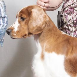 Welsh Springer Spaniels from Crimson Trail