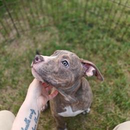 Antares boy 2 - Blue brindle male American Bully puppy in Phoenix, Arizona from Superstes Guard