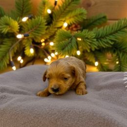 Puppy 3 - Cream male Maltipoo puppy in St. George, Utah from Winchester Hills Poodles and Doodles