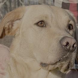 Bassi - Labrador Retriever