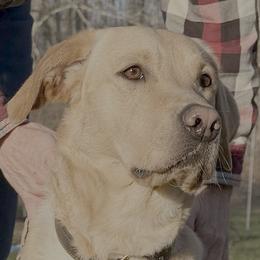 Bassi - Labrador Retriever