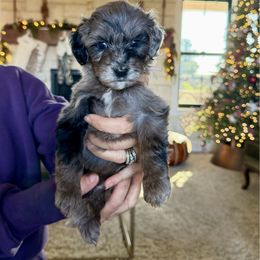 Esther - Merle female Bernedoodle puppy in Yuba City, California from Ranch House Doodles