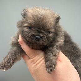 B-Dawg - Blue sable male Pomeranian puppy in Newark, Ohio from Keeperofstars Pomeranians