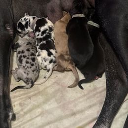Great Dane puppies from Mountain Valley Farm Great Danes