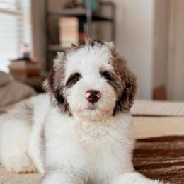Appaloosa, Boy - Chocolate merle male Bernedoodle puppy in Maricopa, Arizona from Desert Ridge Doodles