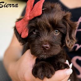Sierra - Chocolate female Goldendoodle puppy in Van Alstyne, Texas from Forest Haven Doodle Co.