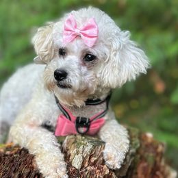 Evie - Maltipoo