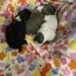 Shih Tzu Puppies from Eastern Long Island Shih Tzu