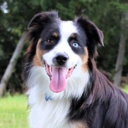 Miniature American Shepherds and Miniature Australian Shepherds from Monticello Mini Aussies
