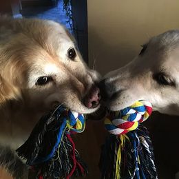Golden Retriever All Grown Up from Bokamo Goldens