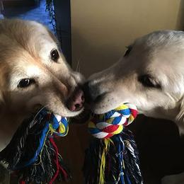 Golden Retriever All Grown Up from Bokamo Goldens